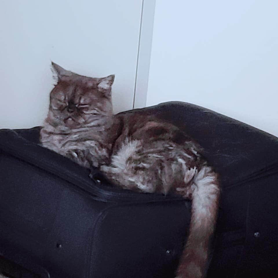 岡本真夜さんのインスタグラム写真 - (岡本真夜Instagram)「スーツケースの上がお気に入りのようです。  #こしあん #こしあん先生  #マンチカン #ねこと暮らす #ねこ #にゃんすた #短足ちゃん🐾 #家族 #ペット #にゃんすたグラム　#ねこのきもち #manchikan #cat #cats_of_instagram #family #pet #animal #love」9月14日 18時33分 - mayookamoto510