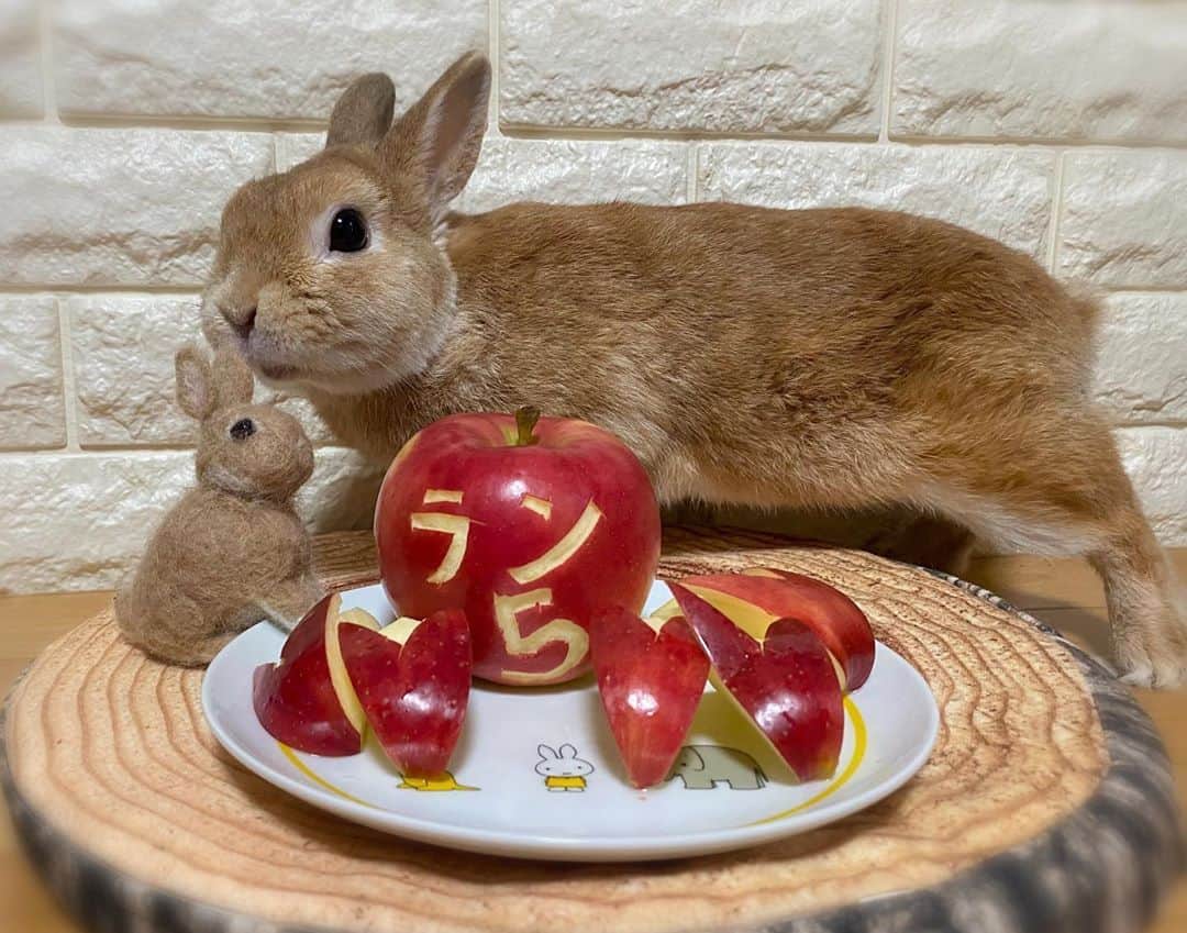 ラン?さんのインスタグラム写真 - (ラン?Instagram)「Happybirthday \(﹡ˆωˆ﹡)/ 5歳のお誕生日おめでとう🐰🥳㊗🎉🎉🎉🎉🎉 ☆ 本日無事に5歳を迎えることができました(*´꒳`ﾉﾉﾞ☆ﾊﾟﾁﾊﾟﾁ💕💕 最近、体調を崩し気味でしたが、復活して誕生日を迎えることができました😊 これからもいっぱい食べて元気に過ごそうね( ^ω^ ) 今夜はりんごでラン5のpartyだよ🍎✨ ☆ #happybirthday  #5歳 #5歳誕生日 #誕生日 #りんご   #うさぎ #ネザーランドドワーフ #rabbit #bunny #bunnystagram  #rabbitstagram  #cute  #かわいい #ふわもこ部  #もふもふ  #zip写真部  #アニマル写真部 #instagramjapan #netherlanddwarf #うさぎと暮らす  #うさぎのいる暮らし #癒し #kawaii #ランちゃん  2020.09.14」9月14日 18時58分 - mofumofuusako