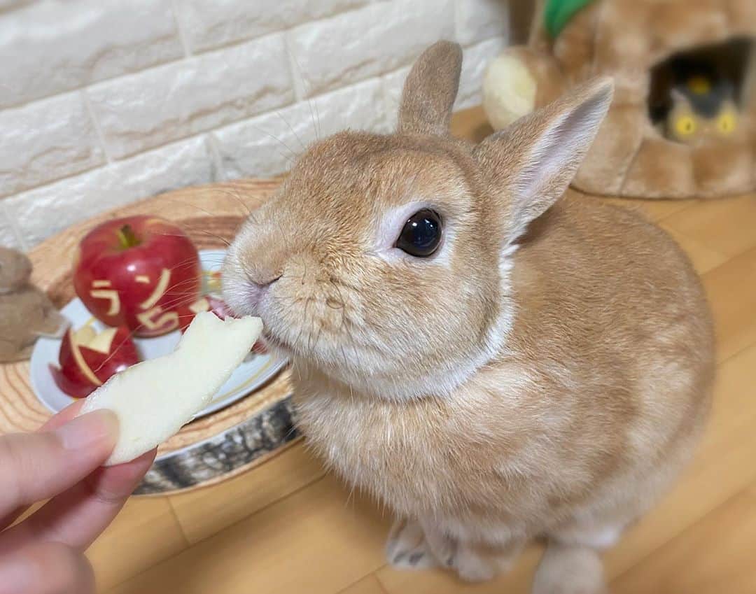 ラン?さんのインスタグラム写真 - (ラン?Instagram)「Happybirthday \(﹡ˆωˆ﹡)/ 5歳のお誕生日おめでとう🐰🥳㊗🎉🎉🎉🎉🎉 ☆ 本日無事に5歳を迎えることができました(*´꒳`ﾉﾉﾞ☆ﾊﾟﾁﾊﾟﾁ💕💕 最近、体調を崩し気味でしたが、復活して誕生日を迎えることができました😊 これからもいっぱい食べて元気に過ごそうね( ^ω^ ) 今夜はりんごでラン5のpartyだよ🍎✨ ☆ #happybirthday  #5歳 #5歳誕生日 #誕生日 #りんご   #うさぎ #ネザーランドドワーフ #rabbit #bunny #bunnystagram  #rabbitstagram  #cute  #かわいい #ふわもこ部  #もふもふ  #zip写真部  #アニマル写真部 #instagramjapan #netherlanddwarf #うさぎと暮らす  #うさぎのいる暮らし #癒し #kawaii #ランちゃん  2020.09.14」9月14日 18時58分 - mofumofuusako