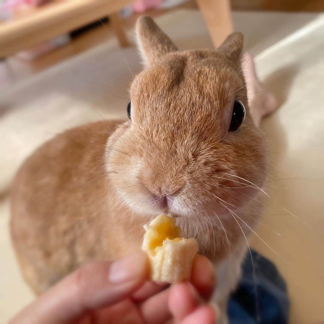 ラン?さんのインスタグラム写真 - (ラン?Instagram)「今朝のランさん🐰 お誕生日なんて、知るわけもなく、ごきげんでバナナ食べてました( *´꒳`* )🍌💕 ☆  #うさぎ #ネザーランドドワーフ #rabbit #bunny #bunnystagram  #rabbitstagram  #cute  #かわいい #ふわもこ部  #もふもふ  #zip写真部  #アニマル写真部 #instagramjapan #netherlanddwarf #うさぎと暮らす  #うさぎのいる暮らし #癒し #kawaii #ランちゃん  2020.09.14」9月14日 18時51分 - mofumofuusako