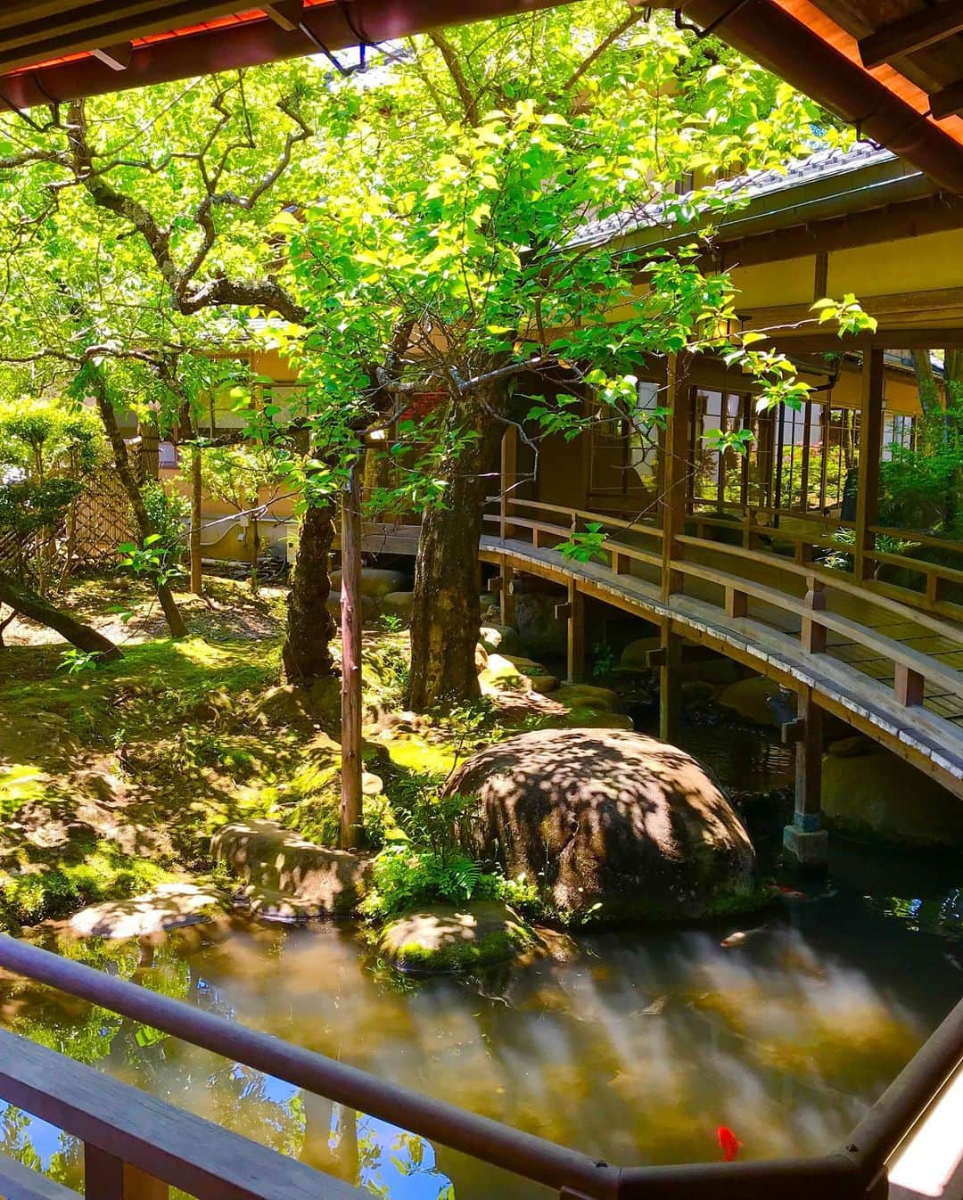 吉山りささんのインスタグラム写真 - (吉山りさInstagram)「本日の温泉紹介は 『新井旅館』さん♨️  本当にまた行きたいお宿です😍  🎋♨️✨  露天風呂付客室や竹林  客室から川の音にも癒され  そして鯉に餌やり✨  𓆛𓆜𓆝𓆞𓆟  お風呂からも鯉が見えるなんて初めて❣️  水族館みたい💡（笑）  とにかくお部屋も綺麗で  貸切温泉風呂もあり  お料理もめちゃくちゃ美味しかった😍  お米は私 普段1口食べるか食べないかなのに  朝、オカワリしました🌾🍚💕  帰りお米買おうとして  忘れてしまったのが残念でなりません😂  🌈🌈🌈 また行けますよーに♨️🥰✨   #新井旅館 #あらゐ #温泉 #静岡 #静岡旅行 #国内旅行 #竹林 #自然 #川  #勝手に好きな温泉紹介 #温泉女子  #japan #japaneseculture #美味しい #♨️ #hotsprings #travel #旅館 #日本の風景 #日本の景色 #風景 #修善寺温泉  #伊豆  #露天風呂付き客室 #露天風呂付客室   #吉山りさ #温泉ソムリエ #温泉モデル #japanese #japanesemodel」9月14日 19時01分 - oreorerisa