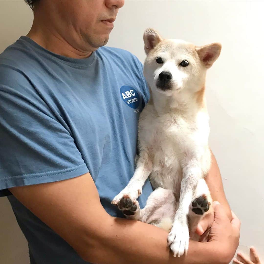 柴犬リリコのインスタグラム：「抱っこ大好き🤱🏻💕🐶」