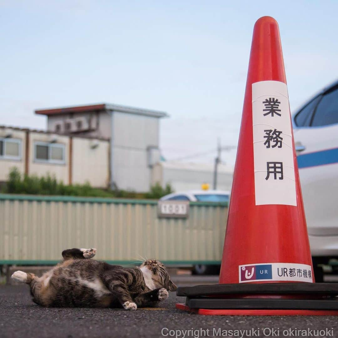 Masayukiさんのインスタグラム写真 - (MasayukiInstagram)「ジタバタ。」9月14日 19時24分 - okirakuoki