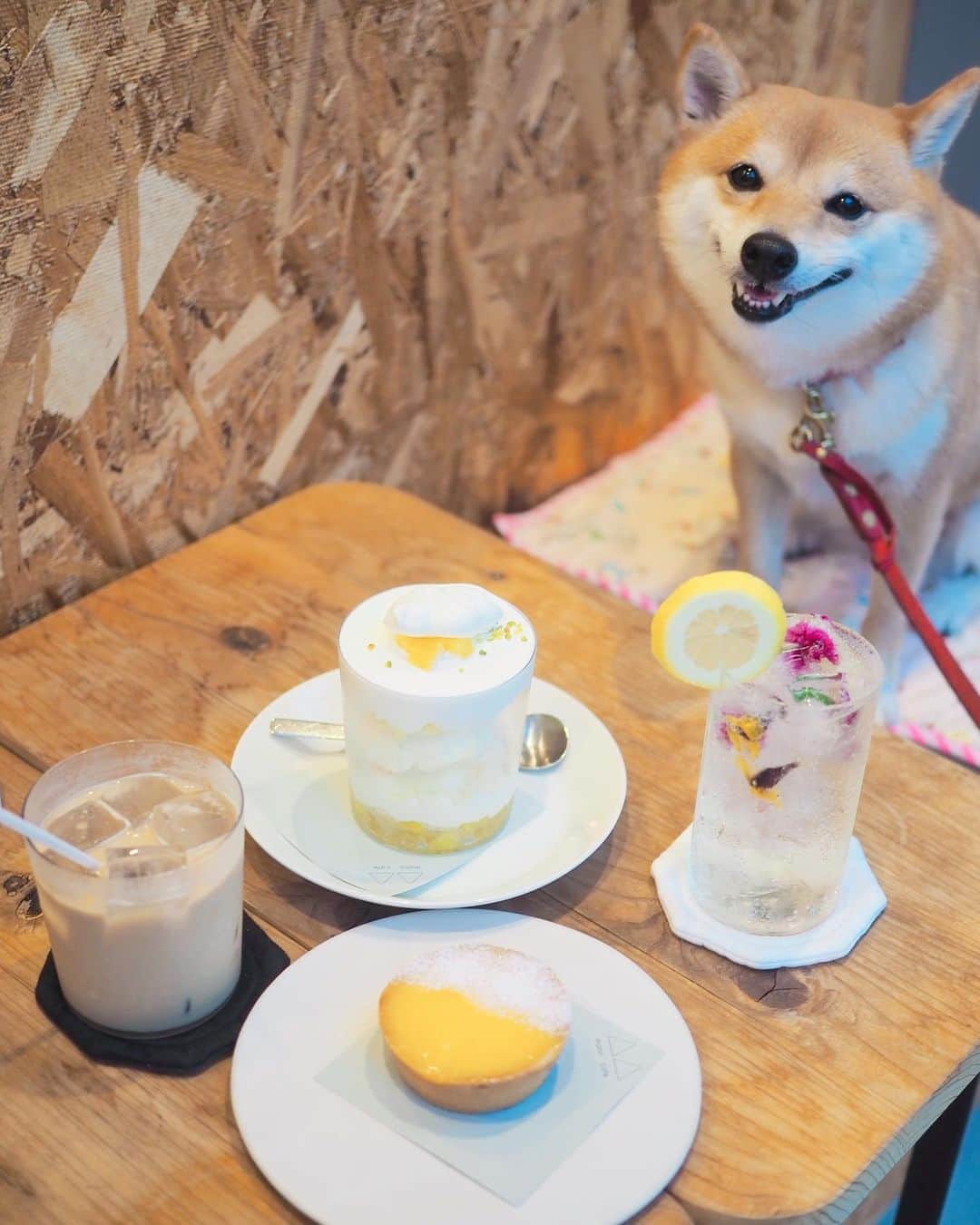 豆柴にこちゃんさんのインスタグラム写真 - (豆柴にこちゃんInstagram)「🐶 昨日、駒沢公園の後に再び 行きたかったカフェへ。  最初の店で特大カキ氷食べたのに、 またデザート🍮  私はパイナップルとココナッツのパフェ🍍 とフラワーサイダー💐 トムはレモンタルト🍋。  にこもトムも対して 体動かしてないのにウトウト。（2枚目） トムは眠りの小五郎となり、事件を解決！  #柴犬#豆柴#pecoいぬ部#犬#shibastagram#petstagram#犬#犬のいる暮らし#shibainu#dog#mameshiba#pecotv#いぬのきもち部#しばいぬ#しばけん#こいぬ#シバイヌ#狗#ペット#子犬#puppy#pet#시바견#강아지#개#instacute#barked#9gag#9gagpets」9月14日 19時22分 - nikochan.mame48