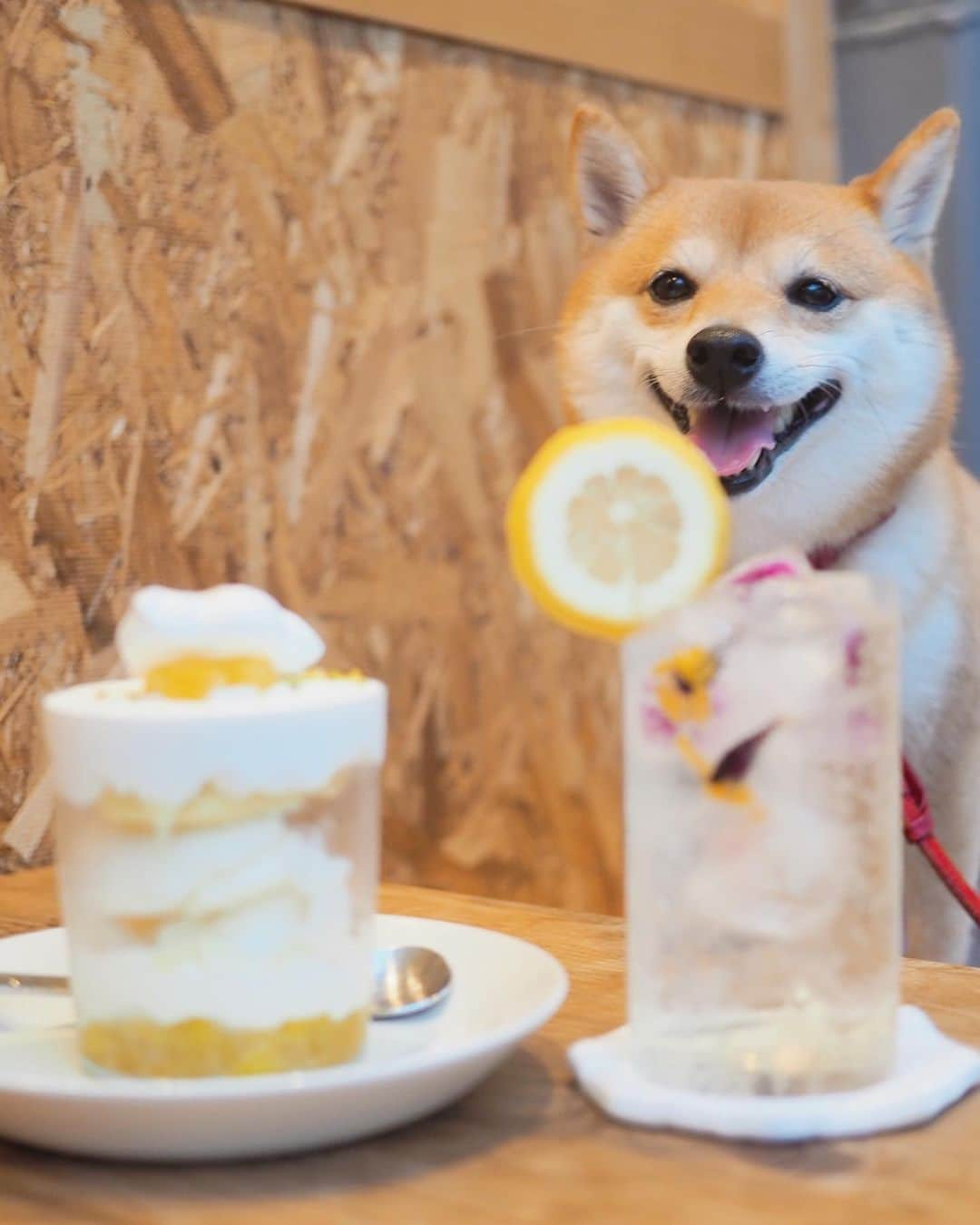 豆柴にこちゃんさんのインスタグラム写真 - (豆柴にこちゃんInstagram)「🐶 昨日、駒沢公園の後に再び 行きたかったカフェへ。  最初の店で特大カキ氷食べたのに、 またデザート🍮  私はパイナップルとココナッツのパフェ🍍 とフラワーサイダー💐 トムはレモンタルト🍋。  にこもトムも対して 体動かしてないのにウトウト。（2枚目） トムは眠りの小五郎となり、事件を解決！  #柴犬#豆柴#pecoいぬ部#犬#shibastagram#petstagram#犬#犬のいる暮らし#shibainu#dog#mameshiba#pecotv#いぬのきもち部#しばいぬ#しばけん#こいぬ#シバイヌ#狗#ペット#子犬#puppy#pet#시바견#강아지#개#instacute#barked#9gag#9gagpets」9月14日 19時22分 - nikochan.mame48