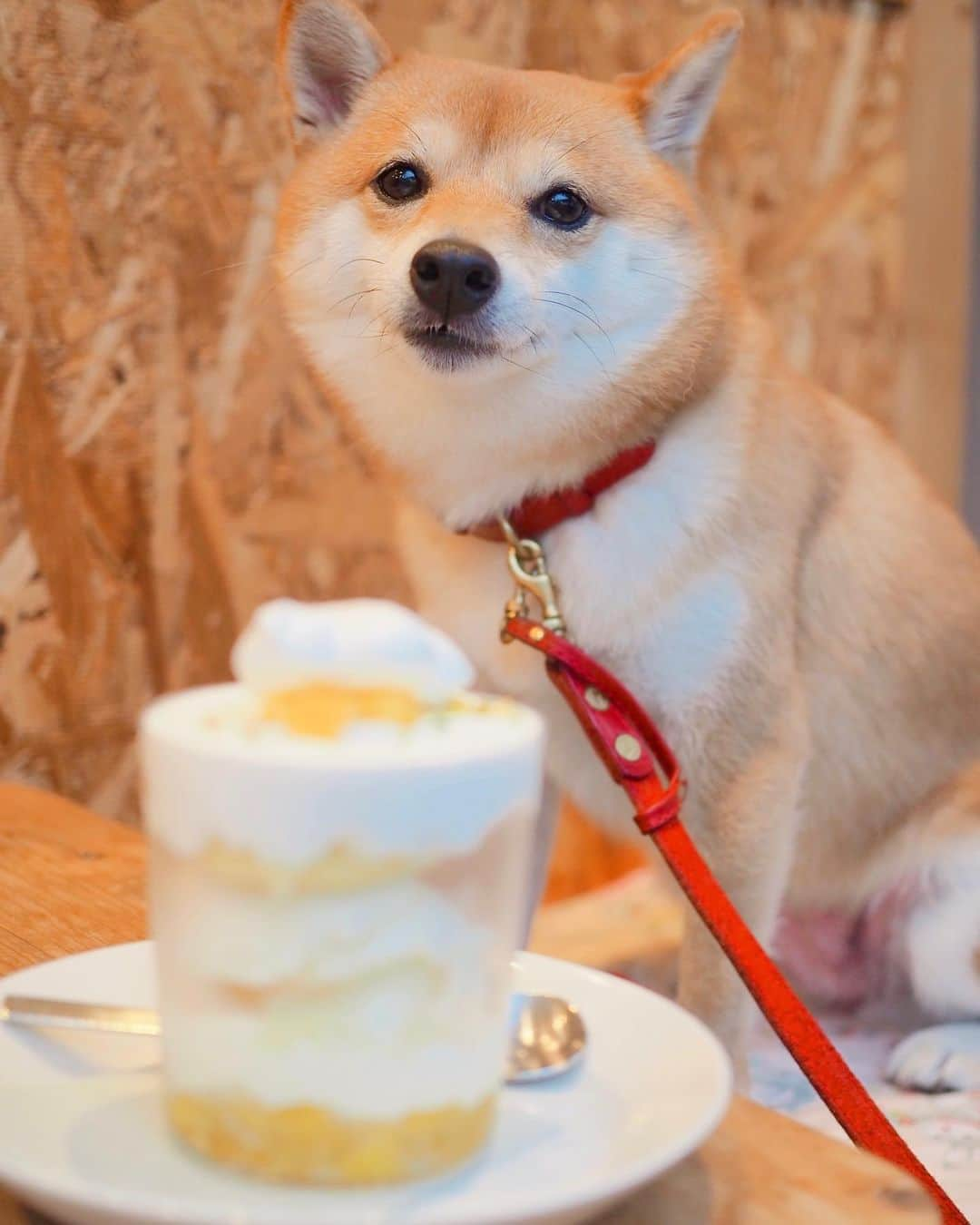 豆柴にこちゃんさんのインスタグラム写真 - (豆柴にこちゃんInstagram)「🐶 昨日、駒沢公園の後に再び 行きたかったカフェへ。  最初の店で特大カキ氷食べたのに、 またデザート🍮  私はパイナップルとココナッツのパフェ🍍 とフラワーサイダー💐 トムはレモンタルト🍋。  にこもトムも対して 体動かしてないのにウトウト。（2枚目） トムは眠りの小五郎となり、事件を解決！  #柴犬#豆柴#pecoいぬ部#犬#shibastagram#petstagram#犬#犬のいる暮らし#shibainu#dog#mameshiba#pecotv#いぬのきもち部#しばいぬ#しばけん#こいぬ#シバイヌ#狗#ペット#子犬#puppy#pet#시바견#강아지#개#instacute#barked#9gag#9gagpets」9月14日 19時22分 - nikochan.mame48