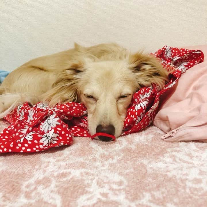 桜子のインスタグラム：「おやすみかわいこちゃん😪 . . . #チワックス #チワワ #ミニチュアダックス #dog #dogstagram #family #happy #goodnight #chihuahua」