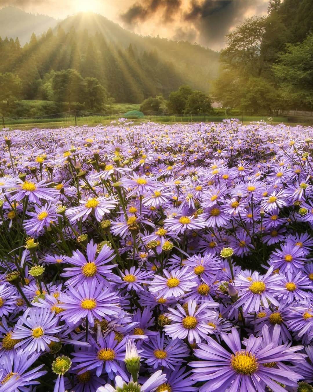 花の写真館のインスタグラム：「Photo by @c_c__248.⠀ https://instagram.com/c_c__248/⠀ .⠀ Original Post[投稿いただいたURL]⠀ https://www.instagram.com/p/CD1AFp-Juhs/⠀ .⠀ 本アカウントは、 #私の花の写真 をつけてInstagramに投稿された皆さまの花の写真や、「花の写真館」Facebookページで投稿された花の写真を紹介します。⠀ 「花の写真館」Facebookページは、「 @floral.photograph 」のプロフィールにあるURLからご覧ください。⠀ .⠀ ※各自、政府、自治体など公的機関の指示に従った行動をお願いします。⠀⠀ 東京カメラ部および分室では、写真を「見る楽しみ」を提供することを通して、微力ながら皆様にわずかな時間でも癒しをお届けしたいと思っております。⠀ ※本アカウントは東京カメラ部がFacebook、Instagramのサービスを利用して運営しているもので、Facebook社・Instagramとは一切関係ありません。⠀ .⠀ #花の写真館 #floralphotograph #floralphoto #flower #flowers⠀ Follow: @floral.photograph」