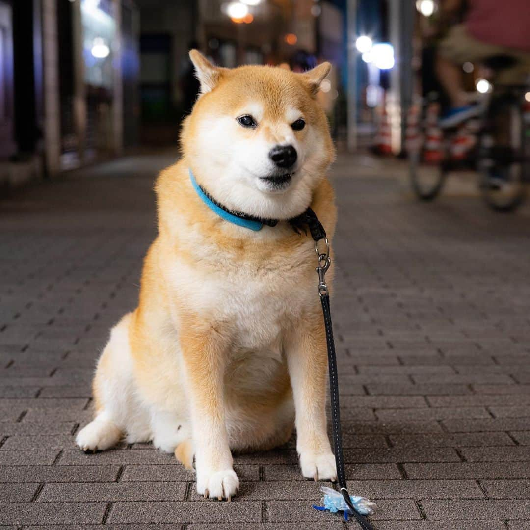 まる（まるたろう）さんのインスタグラム写真 - (まる（まるたろう）Instagram)「Don't be long.✨🐶☺️✨おつまる〜　なる早で帰ってきてよ！ #寄り道とかあかんよ #お土産買うなら話は別だが🥴 #ここで待ってよかな」9月14日 20時09分 - marutaro