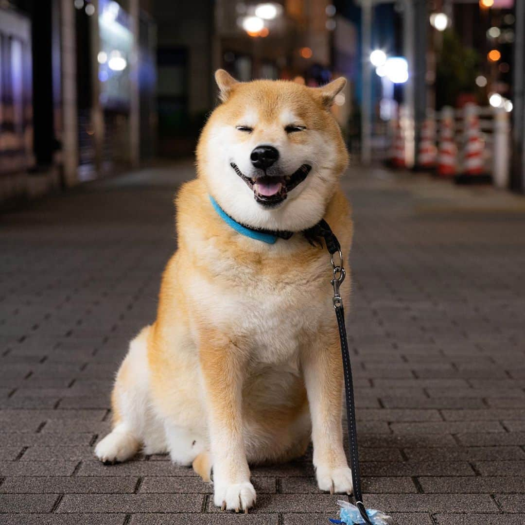 まる（まるたろう）さんのインスタグラム写真 - (まる（まるたろう）Instagram)「Don't be long.✨🐶☺️✨おつまる〜　なる早で帰ってきてよ！ #寄り道とかあかんよ #お土産買うなら話は別だが🥴 #ここで待ってよかな」9月14日 20時09分 - marutaro