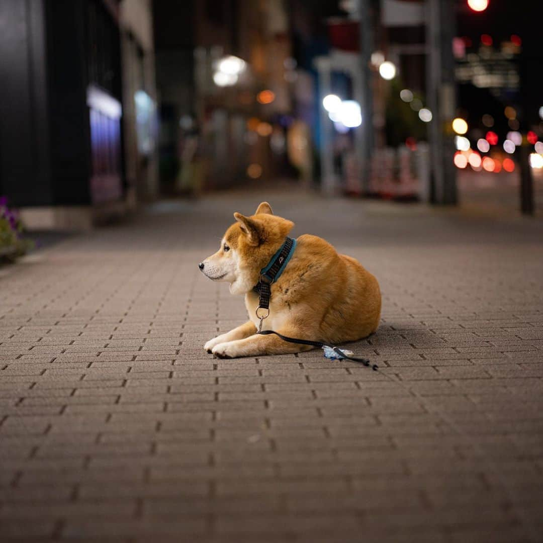 まる（まるたろう）さんのインスタグラム写真 - (まる（まるたろう）Instagram)「Don't be long.✨🐶☺️✨おつまる〜　なる早で帰ってきてよ！ #寄り道とかあかんよ #お土産買うなら話は別だが🥴 #ここで待ってよかな」9月14日 20時09分 - marutaro