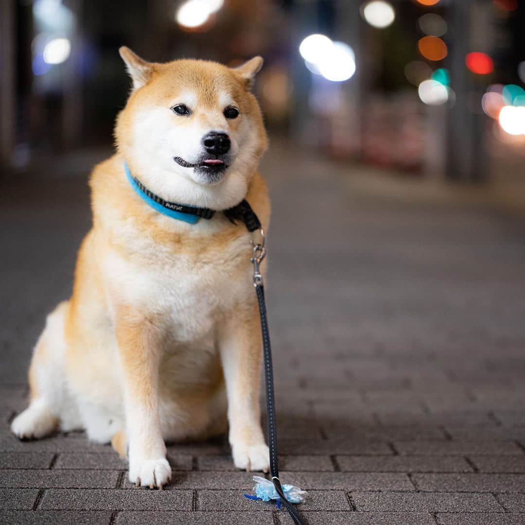 まる（まるたろう）さんのインスタグラム写真 - (まる（まるたろう）Instagram)「Don't be long.✨🐶☺️✨おつまる〜　なる早で帰ってきてよ！ #寄り道とかあかんよ #お土産買うなら話は別だが🥴 #ここで待ってよかな」9月14日 20時09分 - marutaro