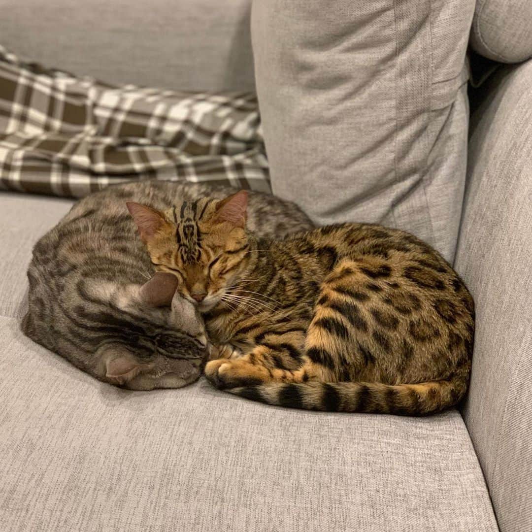 トミックのインスタグラム：「うちの猫なんだかんだ仲良いと思うんだよね🐈🐈  #トミスタj  #トミック #YouTuber #猫　#cat #ルト　#ロゼ #トムとジェリーの猫版」