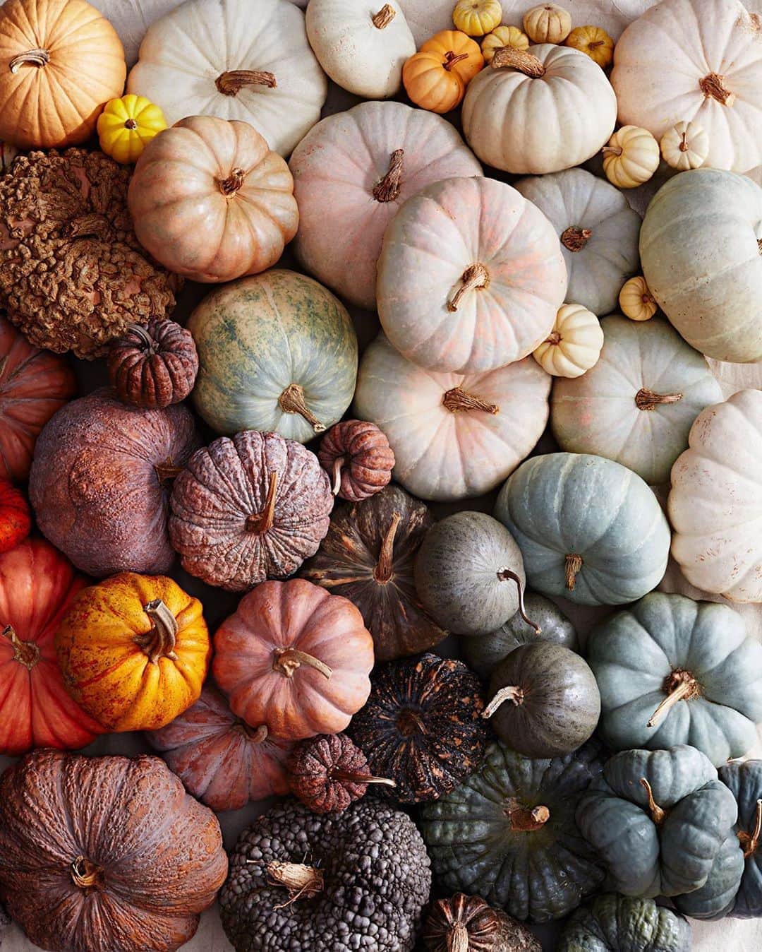 FOLKのインスタグラム：「This year I am smitten with pumpkins. Usually I’ll have one or two just scattered around, but this year I want them everywhere. They bring me joy. These photos are by @marthastewart」
