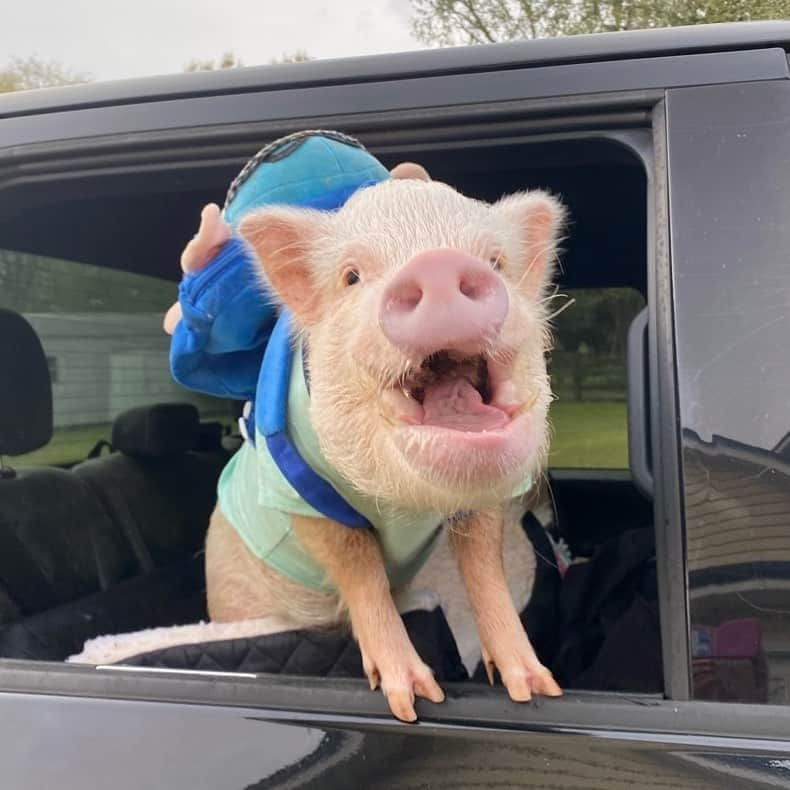 Priscilla and Poppletonさんのインスタグラム写真 - (Priscilla and PoppletonInstagram)「Happy as a pig in a backpack! Silly Pop said that Penn wanted to do home-school car line this am but that backpack looks pretty full. I bet they went through a drive-thru. As long as they got enough to share, I won’t squeal!🐷🎒#teacherspet #homeschool #onlinelearning #PiggyPenn #PrissyandPop」9月14日 21時21分 - prissy_pig