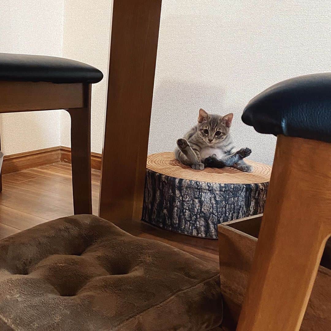rats1316のインスタグラム：「・ 影でこそこそY字開脚🐈 ・ ・ ・ #麦さん#保護猫#ねこすたぐらむ#ねこのいる生活#猫#cat」