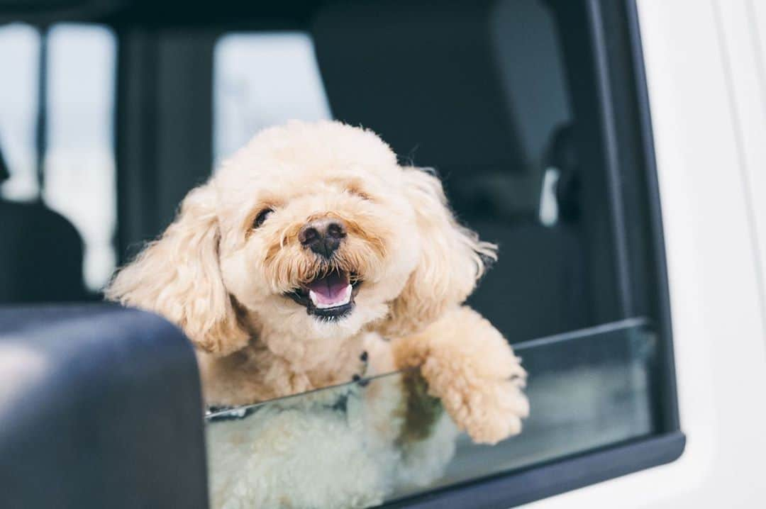 山内あいなさんのインスタグラム写真 - (山内あいなInstagram)「ジーぷぅ🐶🐾🤍  #car #carsensor #カーセンサー #jeep #jeepwrangler  #jeepのある生活  #jeepgirl #jeeplife #ジープ #ジープラングラー #ジープ女子 #dog #toypoodle #いぬすたぐらむ #犬のいる暮らし  #犬のいる生活」9月14日 21時35分 - ainayamauchi3131