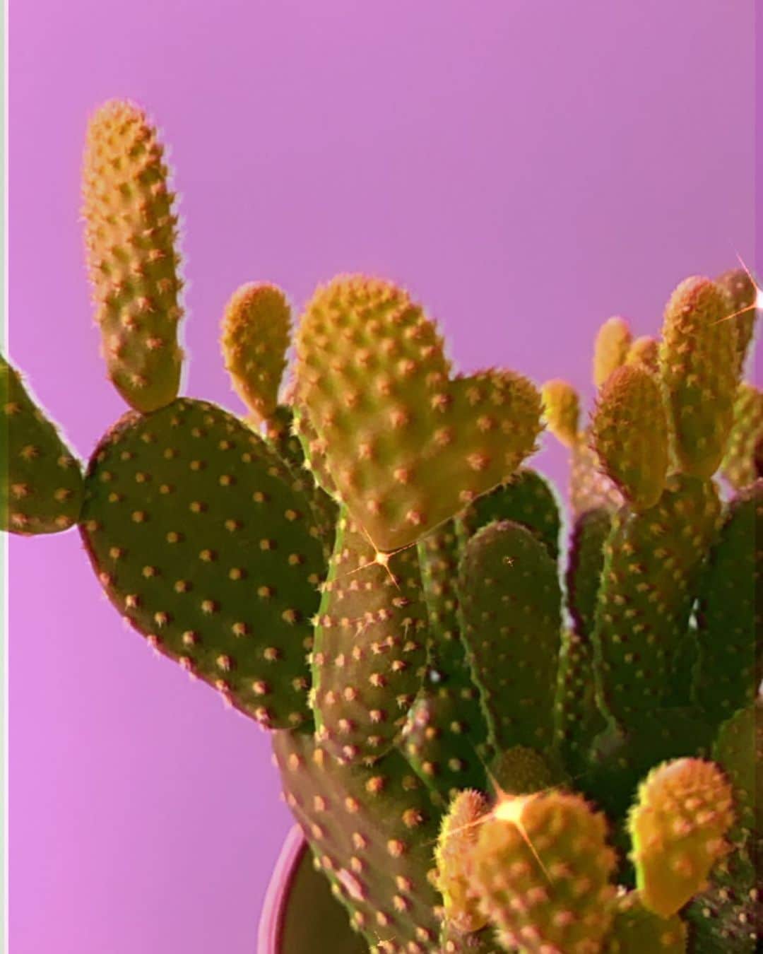 菜々香のインスタグラム：「lovely  #Cactus#plant#healing#happy#heart#instaphoto#instagood」