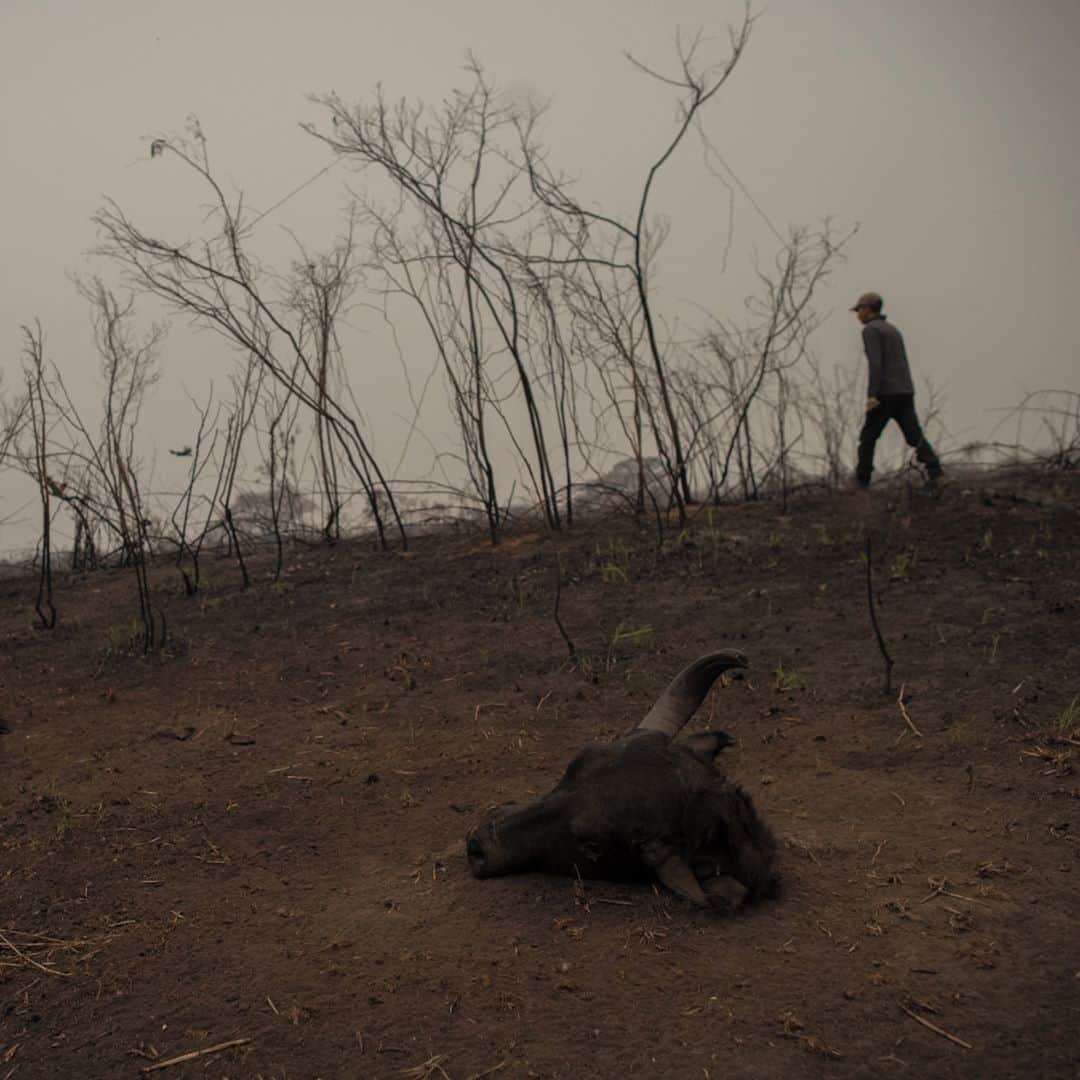 AFP通信さんのインスタグラム写真 - (AFP通信Instagram)「AFP Photo 📷 @mauro_pimentel - Why are Brazil's wetlands engulfed in flames? -⁣ .⁣ The Pantanal, the world's biggest tropical wetlands, is burning at record-shattering pace this year as drought-fueled fires devastate its vegetation and celebrated wildlife in an environmental catastrophe.⁣ .⁣ The region, which sits at the southern edge of the Amazon rainforest, is known for its immense biodiversity, drawing wildlife lovers from around the world with its jaguars, jabiru storks, giant otters, caimans, toucans, macaws and monkeys.⁣ .⁣ But in recent months, the images emerging from the region have been of charred animals' corpses and flames stretching clear across the horizon.⁣ .⁣ Stretching from Brazil into Paraguay and Bolivia, the Pantanal is criss-crossed by rivers, swamps and marshes.⁣ .⁣ More than 2.3 million hectares (5.7 million acres) -- an area 388 times the size of Manhattan -- have gone up in flames in the region so far this year, according to the Federal University of Rio de Janeiro.」9月14日 21時33分 - afpphoto