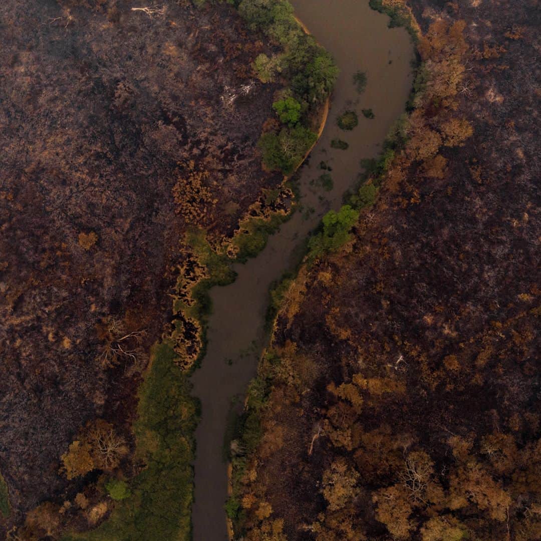 AFP通信さんのインスタグラム写真 - (AFP通信Instagram)「AFP Photo 📷 @mauro_pimentel - Why are Brazil's wetlands engulfed in flames? -⁣ .⁣ The Pantanal, the world's biggest tropical wetlands, is burning at record-shattering pace this year as drought-fueled fires devastate its vegetation and celebrated wildlife in an environmental catastrophe.⁣ .⁣ The region, which sits at the southern edge of the Amazon rainforest, is known for its immense biodiversity, drawing wildlife lovers from around the world with its jaguars, jabiru storks, giant otters, caimans, toucans, macaws and monkeys.⁣ .⁣ But in recent months, the images emerging from the region have been of charred animals' corpses and flames stretching clear across the horizon.⁣ .⁣ Stretching from Brazil into Paraguay and Bolivia, the Pantanal is criss-crossed by rivers, swamps and marshes.⁣ .⁣ More than 2.3 million hectares (5.7 million acres) -- an area 388 times the size of Manhattan -- have gone up in flames in the region so far this year, according to the Federal University of Rio de Janeiro.」9月14日 21時33分 - afpphoto