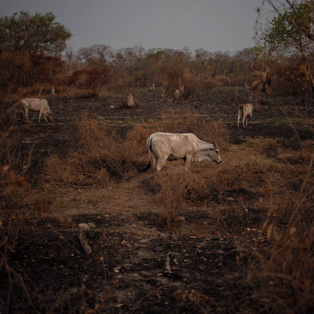 AFP通信さんのインスタグラム写真 - (AFP通信Instagram)「AFP Photo 📷 @mauro_pimentel - Why are Brazil's wetlands engulfed in flames? -⁣ .⁣ The Pantanal, the world's biggest tropical wetlands, is burning at record-shattering pace this year as drought-fueled fires devastate its vegetation and celebrated wildlife in an environmental catastrophe.⁣ .⁣ The region, which sits at the southern edge of the Amazon rainforest, is known for its immense biodiversity, drawing wildlife lovers from around the world with its jaguars, jabiru storks, giant otters, caimans, toucans, macaws and monkeys.⁣ .⁣ But in recent months, the images emerging from the region have been of charred animals' corpses and flames stretching clear across the horizon.⁣ .⁣ Stretching from Brazil into Paraguay and Bolivia, the Pantanal is criss-crossed by rivers, swamps and marshes.⁣ .⁣ More than 2.3 million hectares (5.7 million acres) -- an area 388 times the size of Manhattan -- have gone up in flames in the region so far this year, according to the Federal University of Rio de Janeiro.」9月14日 21時33分 - afpphoto