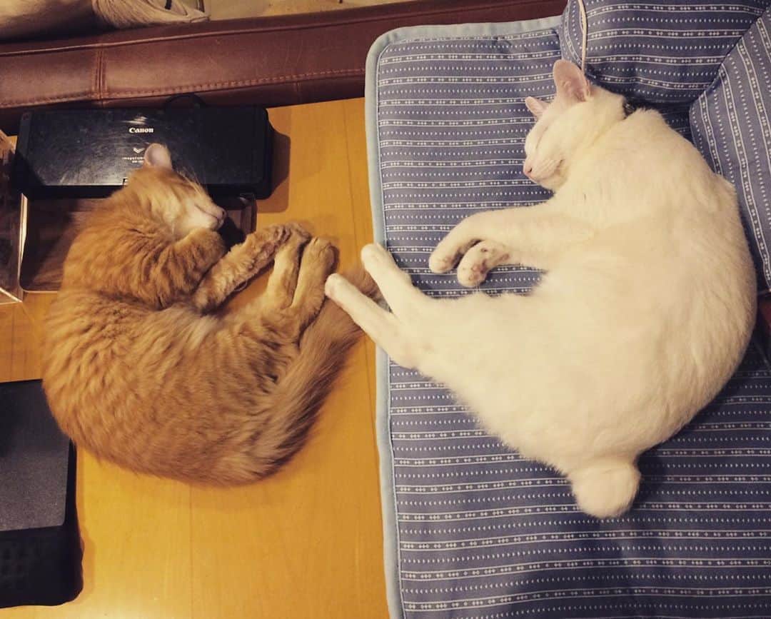 岡田屋鉄蔵のインスタグラム：「「い」」