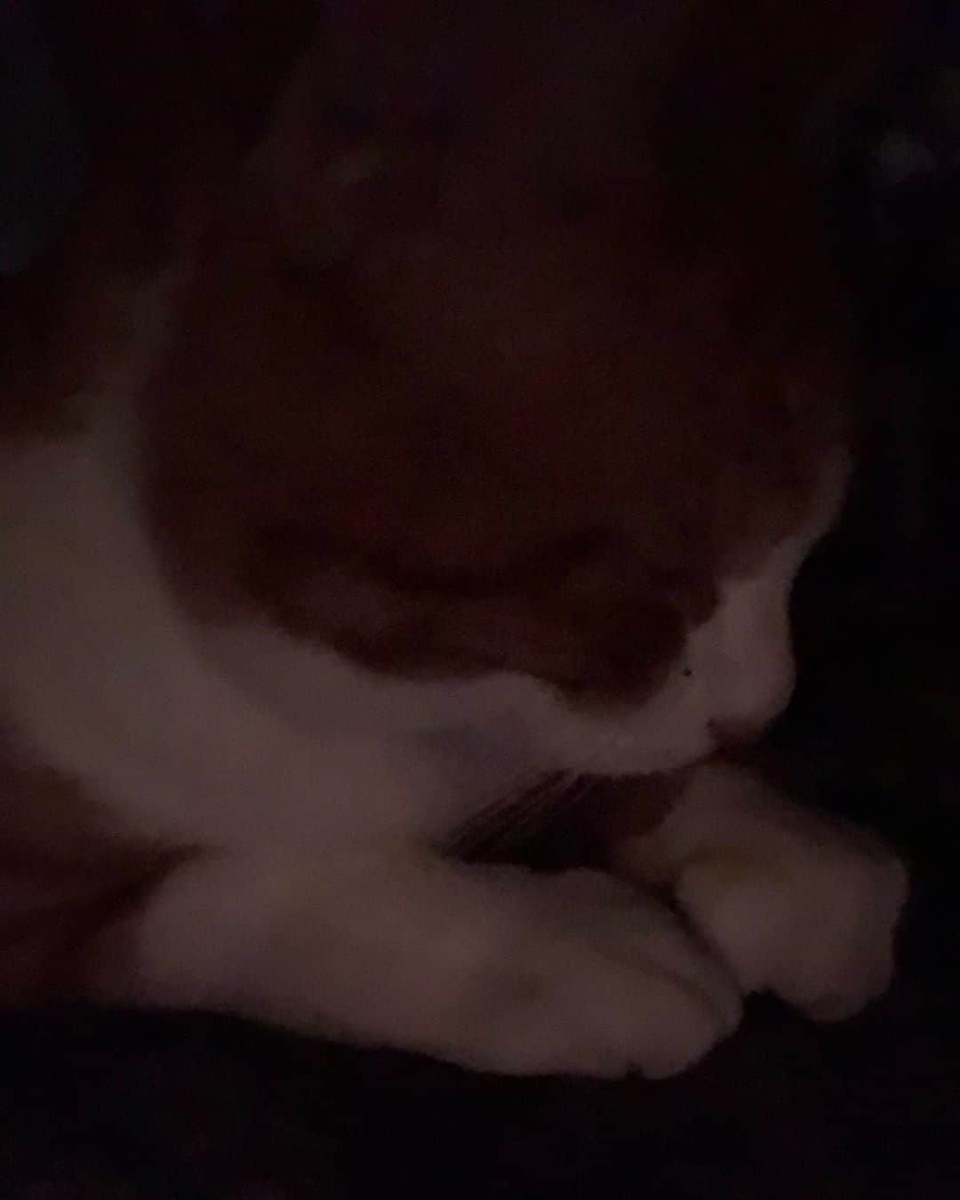 中野みやびのインスタグラム：「ねと様  #ねと #愛猫 #可愛い #猫スタグラム #ねこすたぐらむ #ねこのいる生活 #ねこ #猫 #猫のいる暮らし #大好き #癒し #cute #cat #茶トラ #boy #夜 #night #wawawa #みやび」