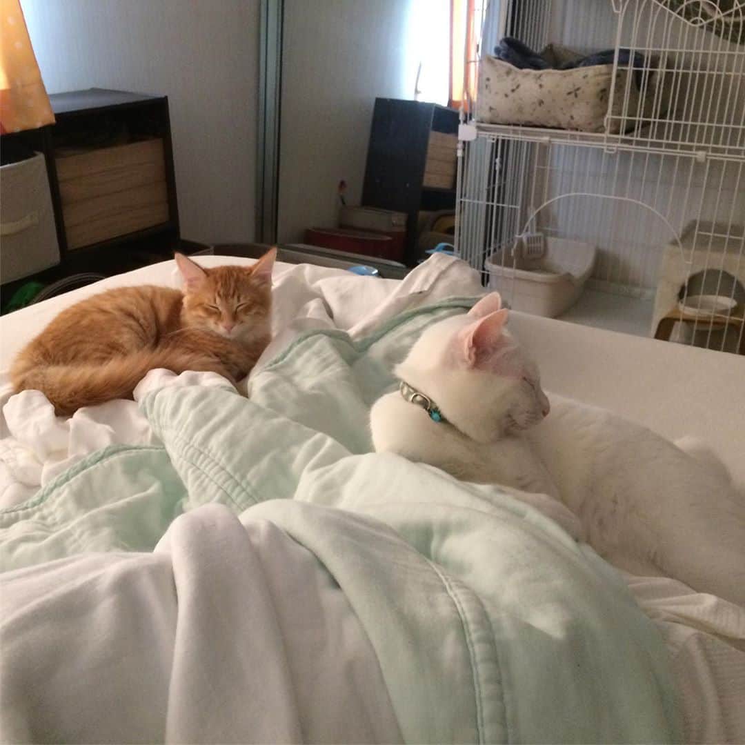 岡田屋鉄蔵のインスタグラム：「今朝は起きたら背中と脛が温いなと思ったら、猫アンカが。秋…ですね。」