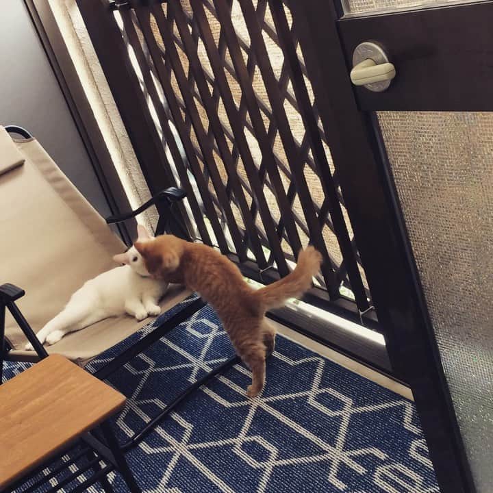 岡田屋鉄蔵のインスタグラム：「バリアゲートから頭が出ないサイズに成長したハムさん、ベランダデビューしたけど相変わらず興味は兄やんばかりなり。そんなナブさんカメラ目線。」