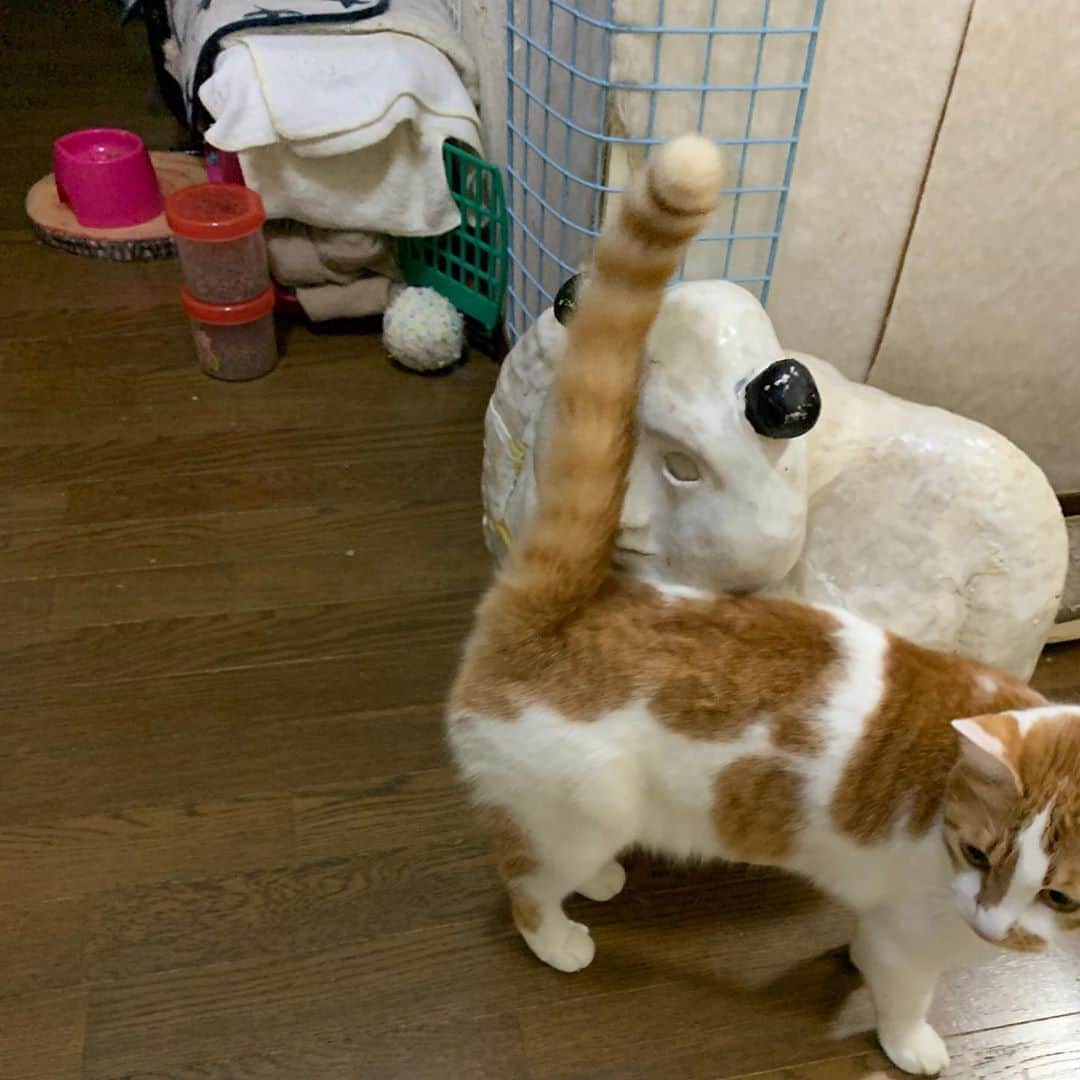 Kachimo Yoshimatsuさんのインスタグラム写真 - (Kachimo YoshimatsuInstagram)「人見さんもおかえり〜！ #うちの猫ら ＃娘の作品 #人見さん #行橋ちぐさ #猫 #ねこ #cat #ネコ #catstagram #ネコ部 http://kachimo.exblog.jp」9月14日 21時50分 - kachimo