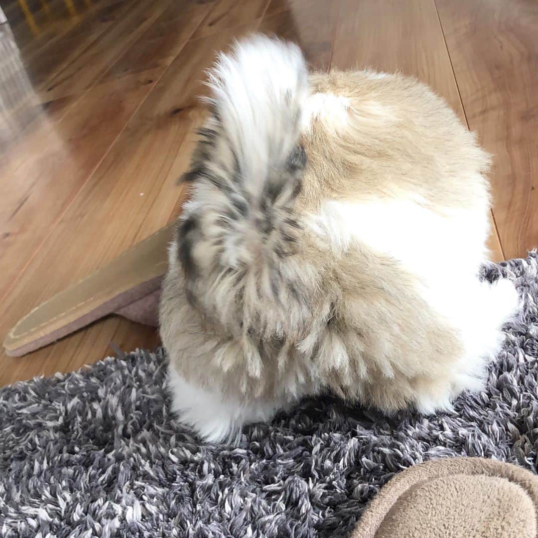 秋定麻紀子のインスタグラム：「この丸み。たまらん。 丸みフェチなんです。 分かるかなぁー。 ボ #丸みフェチ #丸いものが好き」