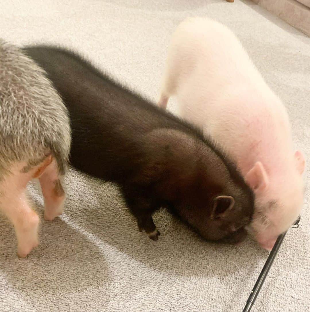 NANA HOSOYAのグルメインスタ