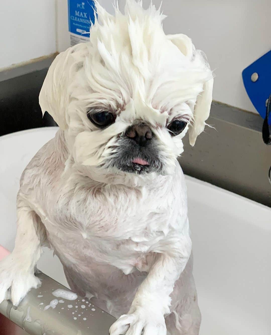 こなつのインスタグラム：「Bath Time🐤🚿」