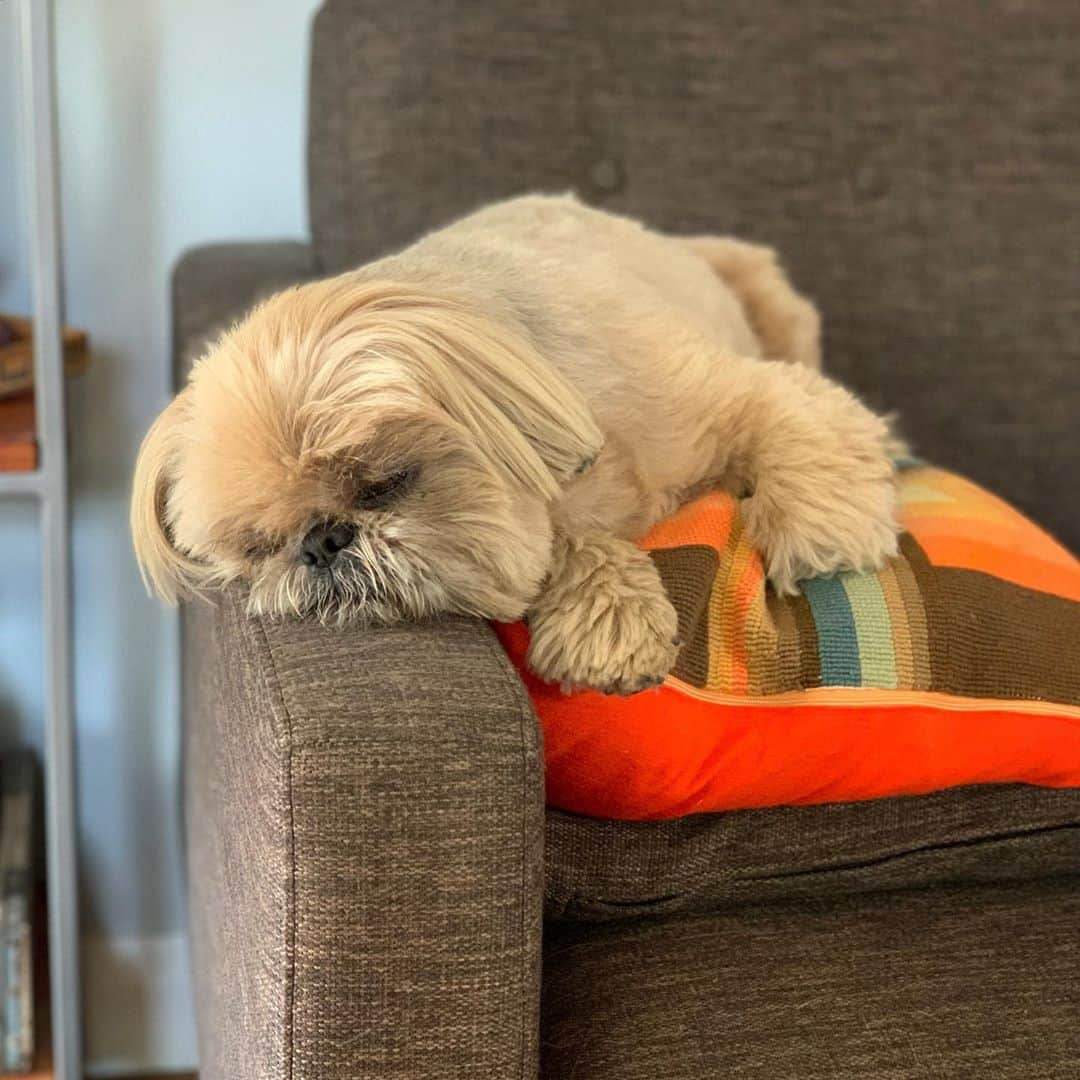 Dougie the Shih Tzuさんのインスタグラム写真 - (Dougie the Shih TzuInstagram)「Monday.」9月14日 22時40分 - dailydougie