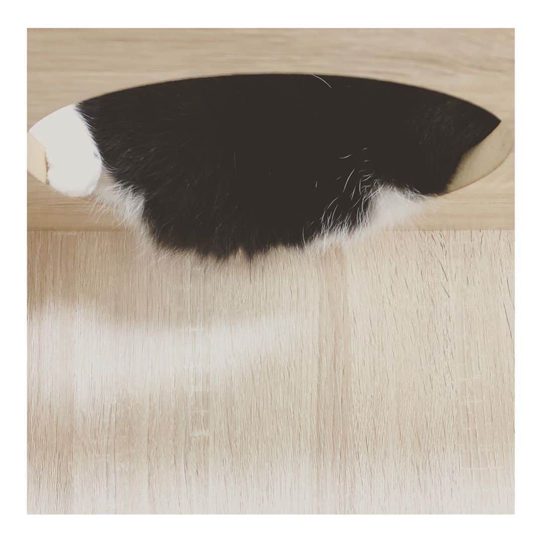 こむぎのインスタグラム：「* なぞの物体…  なぁんだ、てなちゃんかぁ☺️  #おひげの癖が強いてなちゃん  #別名ポテポテ丸 #里親募集 #里親募集中 #岐阜多頭崩壊レスキュー」