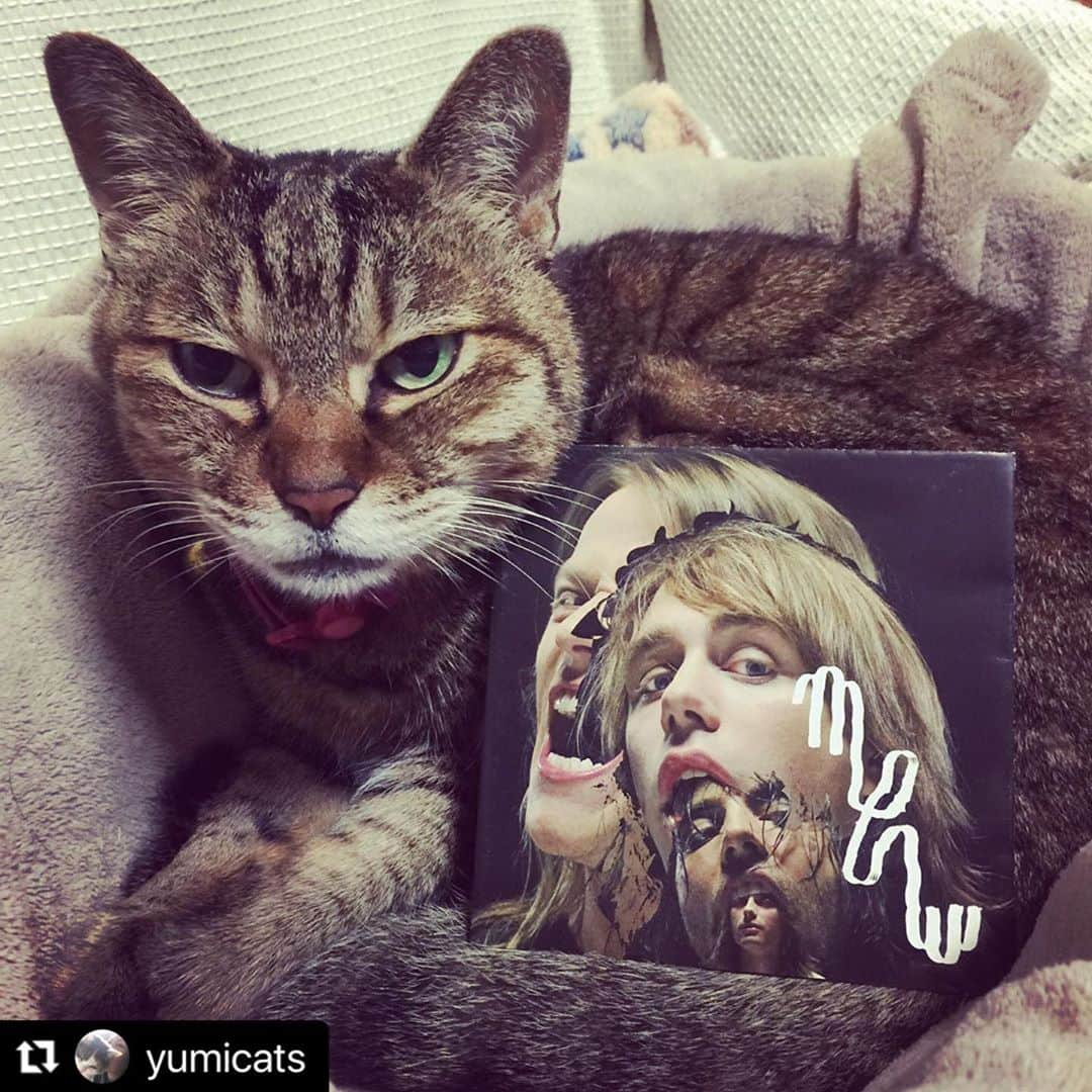 ミューさんのインスタグラム写真 - (ミューInstagram)「🐈 #Repost @yumicats ・・・ Angela💕 MEWのAND THE GLASS HANDED KITESを聴きました。 #musiclover #musicandcats #catlover #猫 #catsandmusic #cat #catsofinstagram  #catstagram #catsgram #instacat_meows  #mewband #andtheglasshandedkites  #instacatsgram #instacat #browntabby  @mewofficial #tabbysofinstagram #ねこ  #ねこのきもち #ねこだいすき #きじとら  #音楽だいすき #音楽と猫 #ねこすたぐらむ  #ねこすきさんと繋がりたい #猫多頭飼い #我が家の猫はみんな保護猫 #angela #いやされる #もふもふ」9月14日 22時52分 - mewofficial