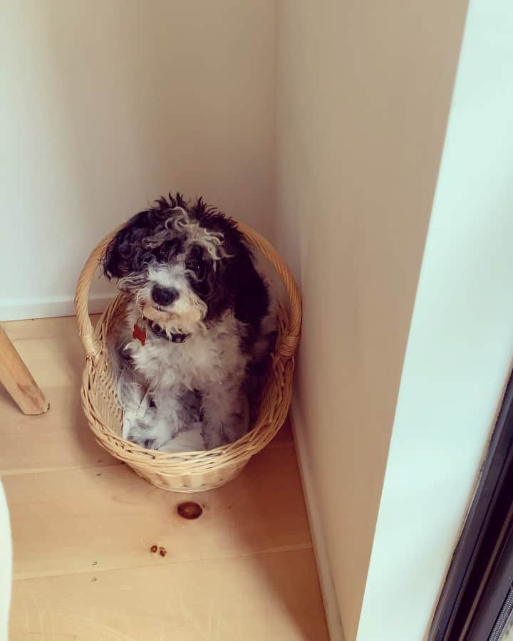 ジェニファー・エスポジートのインスタグラム：「Goose felt like way too much attention was being taken from sir prince so this is where I found him-  He does believe he is my boyfriend so the recent events have angered him. #sirgoose  #happymonday」
