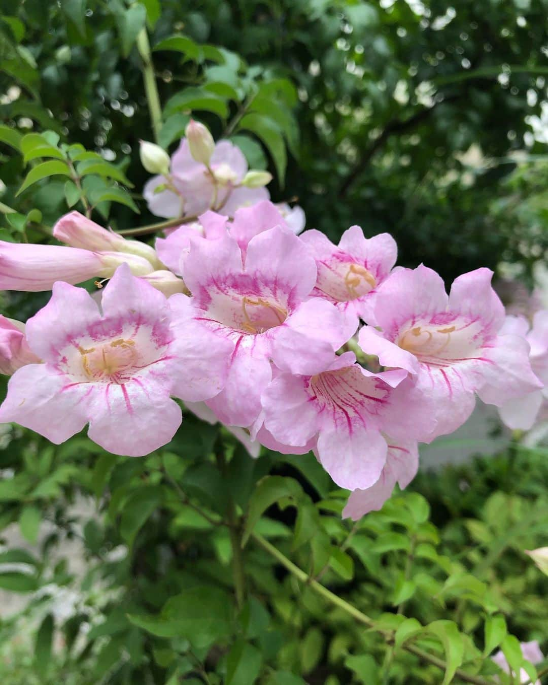 竹川美子さんのインスタグラム写真 - (竹川美子Instagram)「ピンクノウゼンカズラの花☘️ #ピンクノウゼンカズラ #街路樹 #ピンク色 #ノウゼンカズラに似た花 #花言葉 #女性らしい #愛らしい #癒し」9月14日 23時15分 - takegawamiko