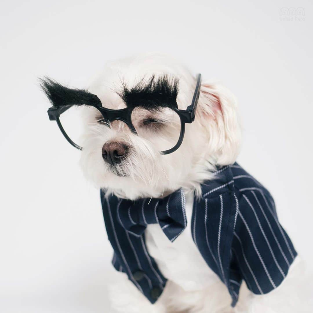 hi.arodさんのインスタグラム写真 - (hi.arodInstagram)「A Monday nap is essential! 🥱😴 ・・ ・  #restingface#suitandtie#sleepymonday#mondaymood#napping#nappingdog#relaxingtime#handsomedog#imhandsomeandiknowit#myeyesareclosed#sleepydog#closedeyes#officedog#eyebrows#thickeyebrows#sleepyhead#sleepyhead😴#😴#myhandsomeboy#myhandsomeboy💙#dapperdog#dogswithstyle#dogsinbowties#maltese#morkie#maltipoo#maltipoos#maltipom#maltipoodle#maltichon」9月14日 23時25分 - hi.arod