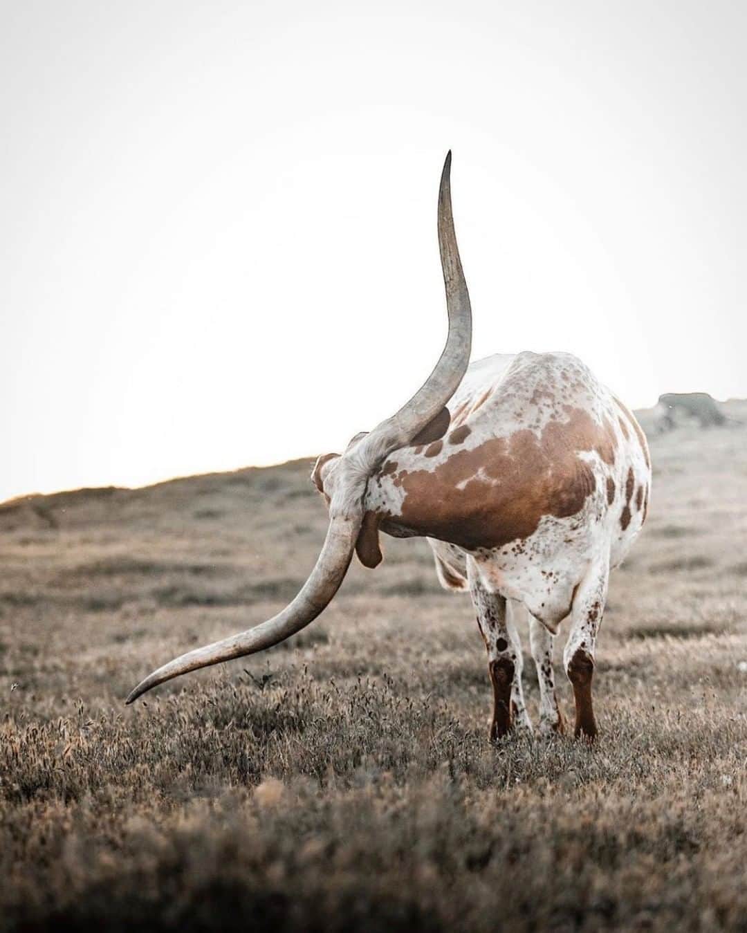 Discoveryさんのインスタグラム写真 - (DiscoveryInstagram)「Showing off those horns.🤘    Photo + Caption: Mark Bouldoukian (@markian.b)   #longhorn #rockon #dontmesswithtexas #photooftheday」9月14日 23時38分 - discovery