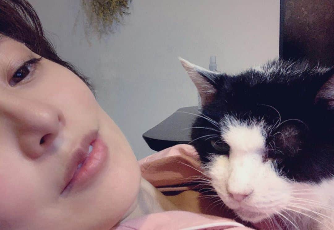 菊地由美のインスタグラム：「‪* 朝晩ぐっと気温が下がって‬ ‪猫肌が恋しい季節到来となりました🐾‬  ‪#保護猫くびわ‬ ‪#元保護猫‬ #rescuedcat #denkuruhachi #くびわとめーちゃん」