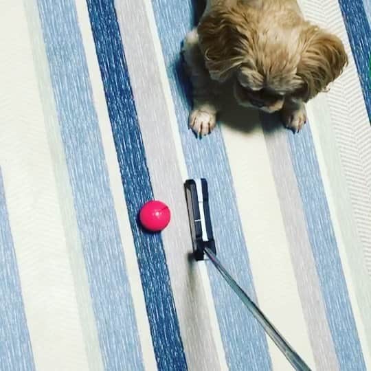 笠原美香のインスタグラム：「🐶⛳️💕 #練習に付き合ってくれる犬 #らーさん #ぺきぷー #ペキニーズプードル #ゴルフ #たまあそび」