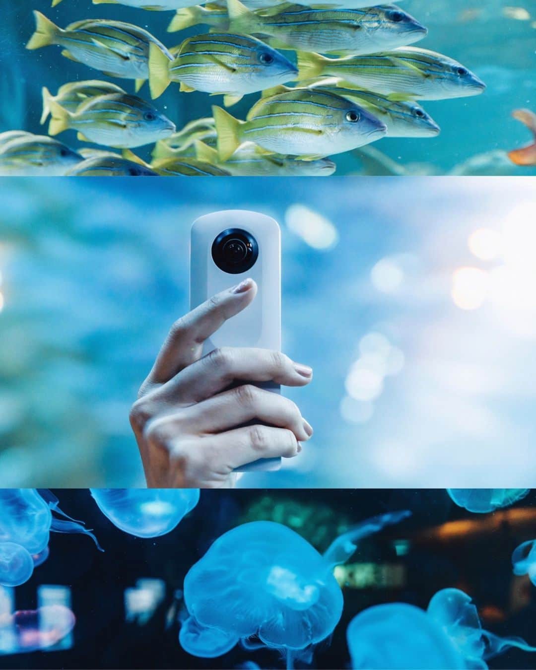 Official RICOH THETAさんのインスタグラム写真 - (Official RICOH THETAInstagram)「Whether you're deep sea diving or just visiting an aquarium, experience marine life in 360º with our THETA waterproof case! Don't forget to tag us in your photos so we can see what you capture 📷  Photographed by @ryography_713. . . . . . #ricohusa #ricoh #ricohimaging #theta360 #thetas #lifein360 #360camera #thetasc2 #360view #camera #underwaterphotography #marinelife #deepsea #oceanphotography #waterproofcamera #waterproof #aquarium #fishphotography」9月15日 0時00分 - theta360official