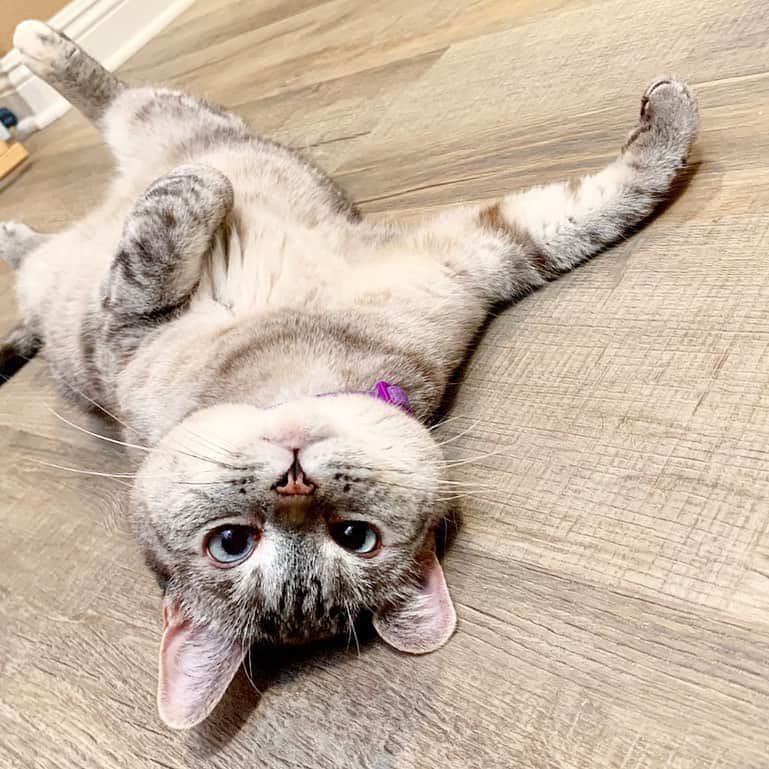 nala_catさんのインスタグラム写真 - (nala_catInstagram)「Who wants upside-down kisses? @stainmaster PetProtect™ luxury vinyl flooring was designed specifically for pets like me! It’s beautiful, durable, and built to withstand life’s messy moments. It’s so easy to install, you could do it yourself! Link in bio to learn more! #PetProtect #ad」9月15日 0時21分 - nala_cat