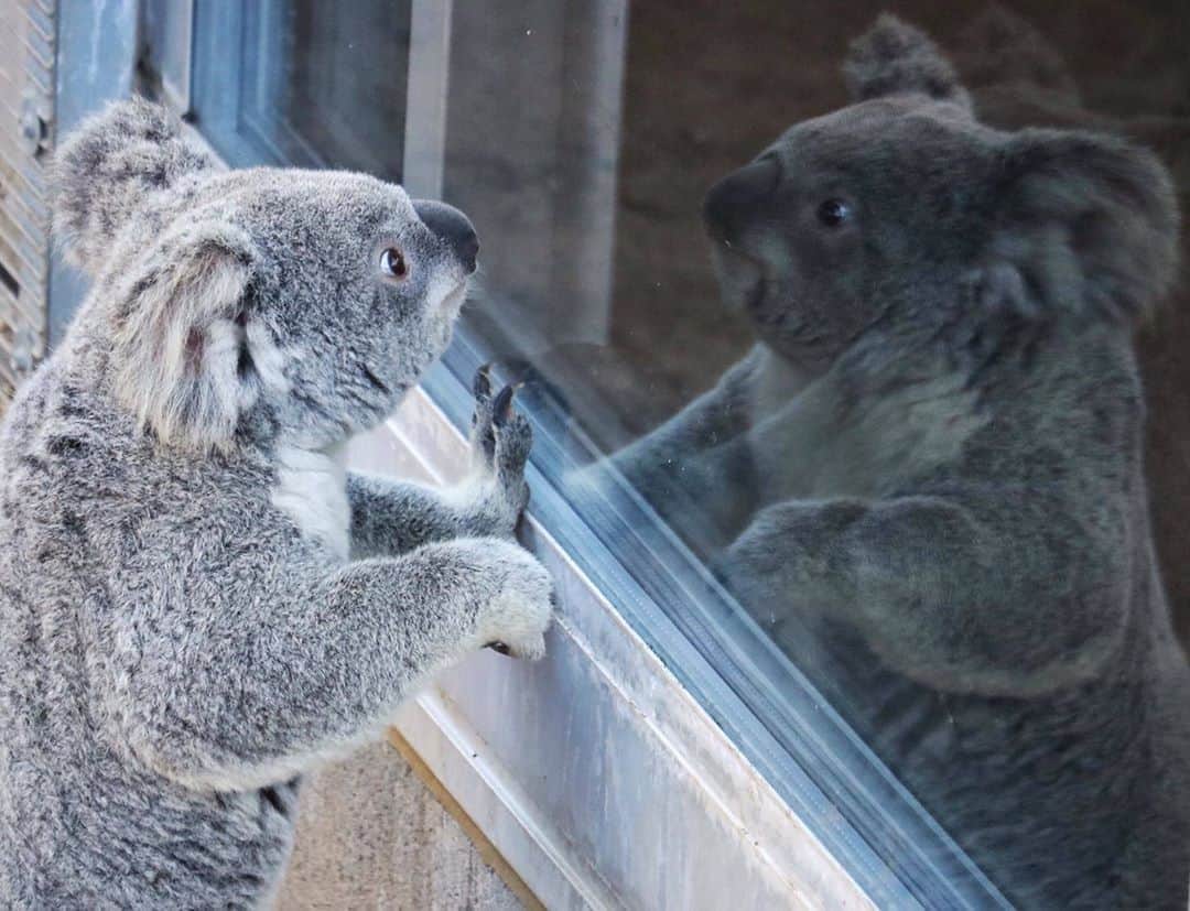 のインスタグラム：「When you finally confront the person who's been ruining your life...  You don't know real betrayal until you feel a koala's fur. They may look soft, but their fur actually feels like coarse sheep's wool. #KoalityReflections #SanDiego #Koalafornia #SanDiegoZoo 📷 Liz Sauer」
