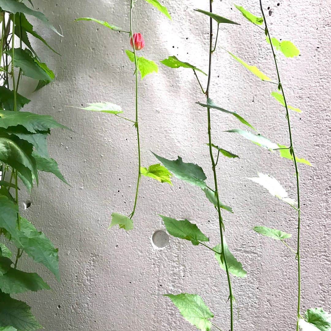 光野桃のインスタグラム：「久しぶりに冷房をつけなかった朝。 草むらでは虫たちが鳴いています。 ストンと秋になりました。 今年は思っていた以上にもの寂しい季節となりそうです。 でも、ささやかな幸せはそこここに。」