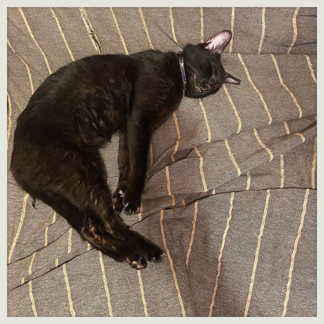 kumikoのインスタグラム：「さっき大切にしてた招き猫2体を木っ端微塵にしたお方。 悪気はなかったから怒れない。。。 今はスヤスヤ💤」
