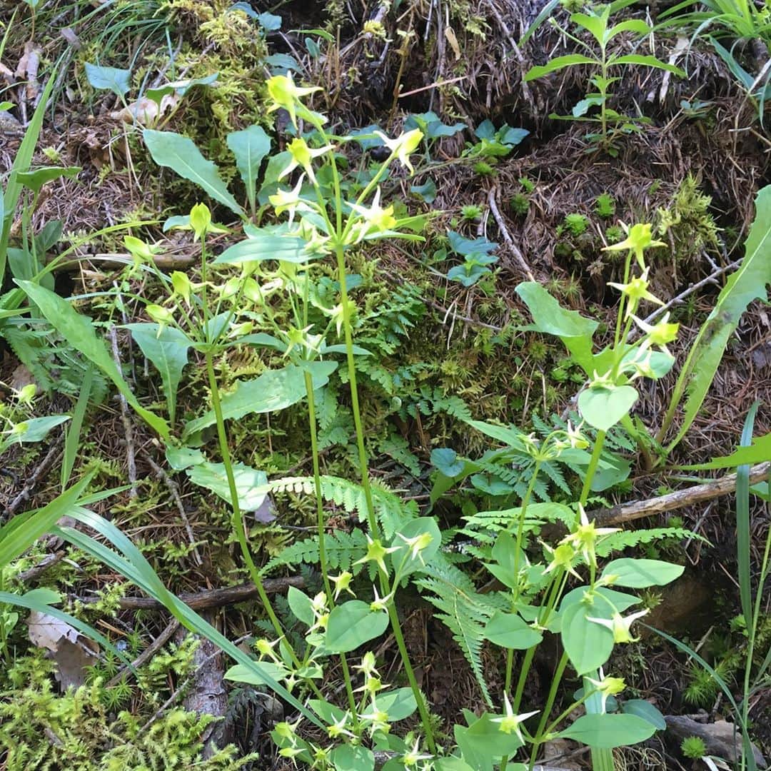 井上荒野のインスタグラム：「山の植物。セイヨウカンボク、ハナイカリ、クサフジ。写真を撮ると名前をおしえてくれる PictureThis というアプリがとても役に立っている。」