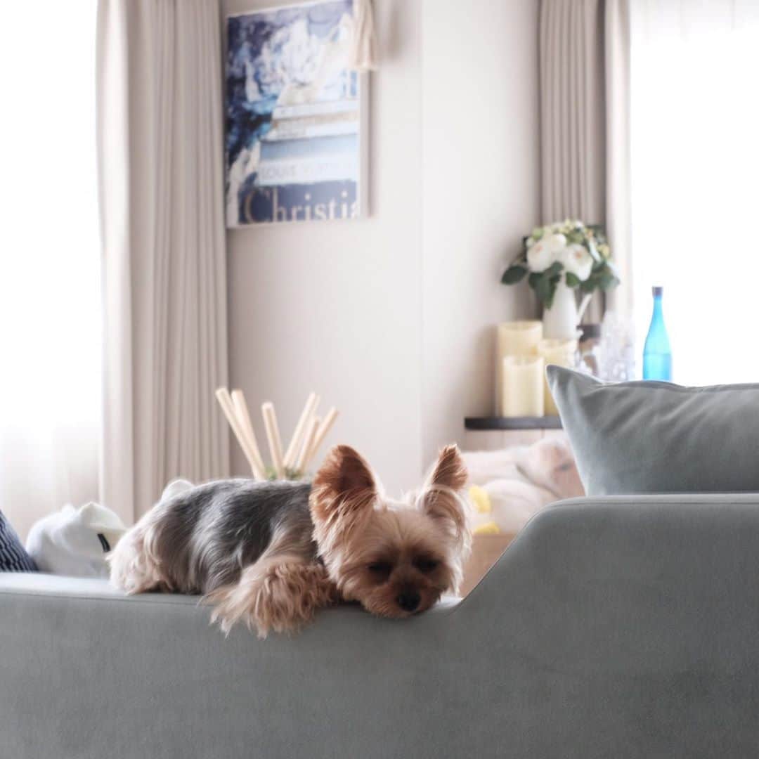 のインスタグラム：「🐶😴  家具を全部移動して模様替えをしたら以前より快適になりました。 ルビーはソファーの背もたれでリビング全体の様子を把握しながらお昼寝したり、テレビみたり、人間のご飯を観察したり、なんだかんだ満喫しているみたいです。  #yorkie #yorkshireterrier #ヨーキー #ヨークシャテリア」