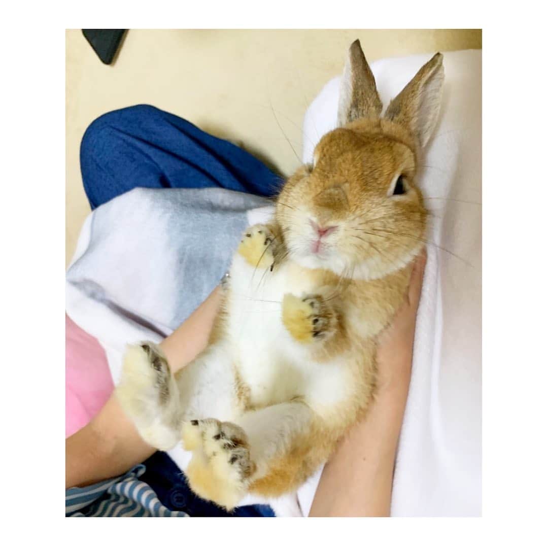 杜野まこさんのインスタグラム写真 - (杜野まこInstagram)「#うさぎ #rabbit  えりぴょんちのこ☆ 名前は #ポテチ ちょーかわいいーっ❤️🐰❤️」9月15日 11時00分 - makomorino